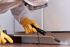 Messie Schädlingsbekämpfung Detmold